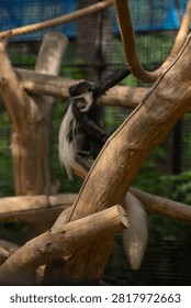 A monkey climbing a tree branch demonstrates natural behavior and interactions in its habitat.