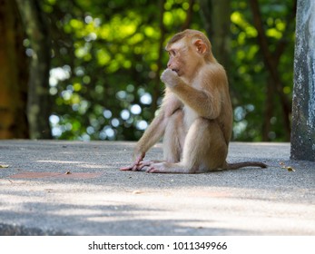 monkey close up
