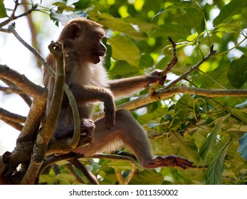 monkey close up