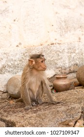monkey close up