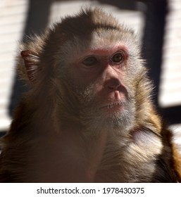 Monkey Close Up Portrait. Sokhumi. Abkhazia.