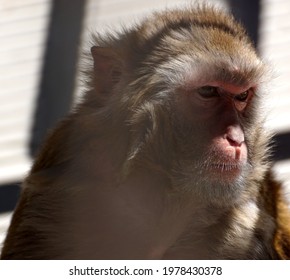 Monkey Close Up Portrait. Sokhumi. Abkhazia.