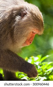 Monkey closeup