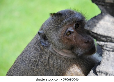 monkey close-up