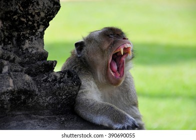 monkey close-up