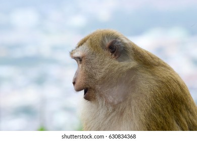 monkey close-up