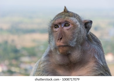 monkey closeup image