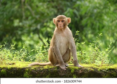 Simiiformes Images, Stock Photos & Vectors | Shutterstock