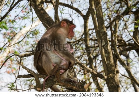 Monkey is a common name that may refer to most mammals of the infraorder Simiiformes, also known as the simians