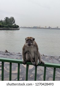 Monkey Coney Island Singapore