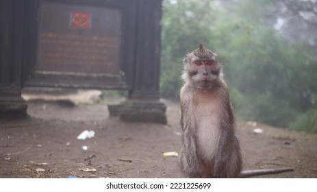 A Monkey With Cool Hairstyle