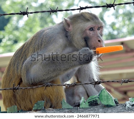 A Monkey cool off by eating an ice cream on a hot summer day