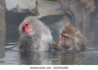 Monkey Couple Soaking In Hot Spring