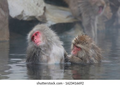 Monkey Couple Soaking In Hot Spring