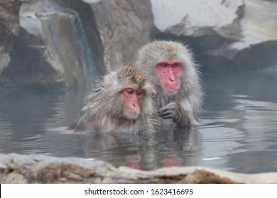 Monkey Couple Soaking In Hot Spring