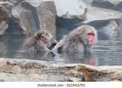 Monkey Couple Soaking In Hot Spring