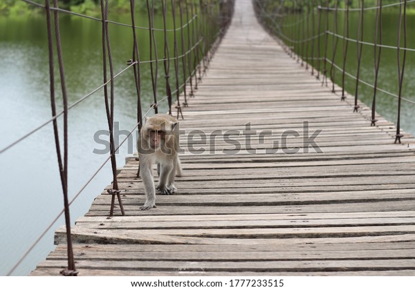 Monkey (Crab-eating macaque) walking on the wooden\
bridge in the National\
Park.