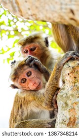 Monkey with monkey cub on tree. Monkey love. Funny monkey family