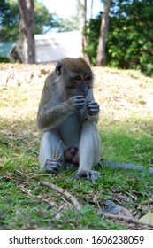 Monkey so cute in Thailand