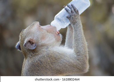 Monkey drinking milk from a bottle