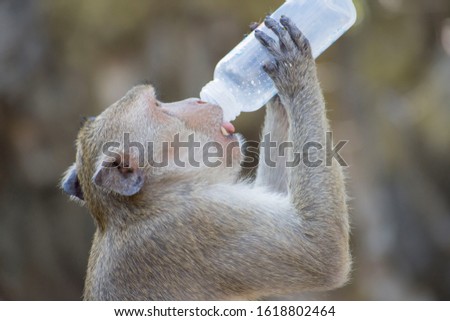 Monkey drinking milk from a bottle