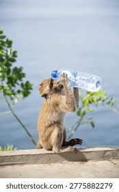 Monkey drinking from plastic bottle on tropical island