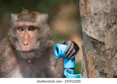 Monkey drinking water from water pipe