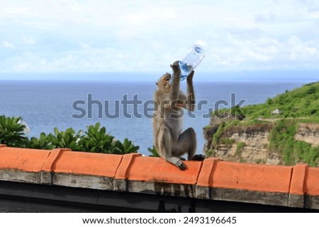 Monkey drinking water from a plastic bottle at the Uluwatu temple, Bali in Indonesia