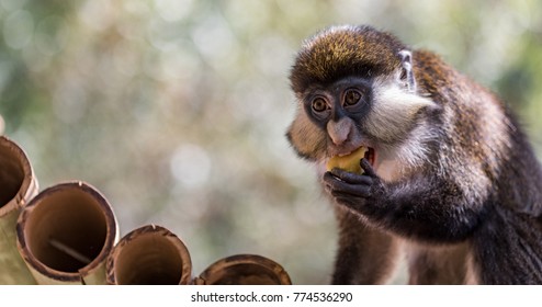 The monkey is eating