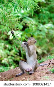 Monkey eating bamboo leaves