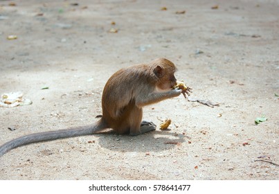  monkey eating banana - Shutterstock ID 578641477