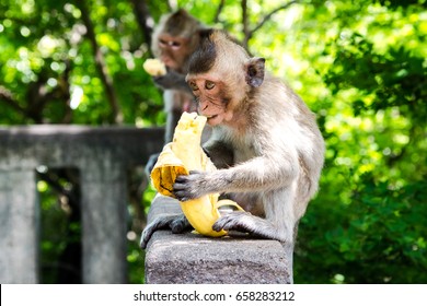 Monkey Eating Banana.