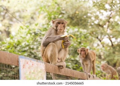 Monkey eating banana sitting on the fence in India