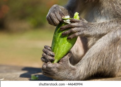 monkey-eating-cucumber-all-four-260nw-44640994.jpg