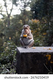 A Monkey eating a fruit and look at camera