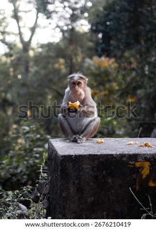 A Monkey eating a fruit and look at camera
