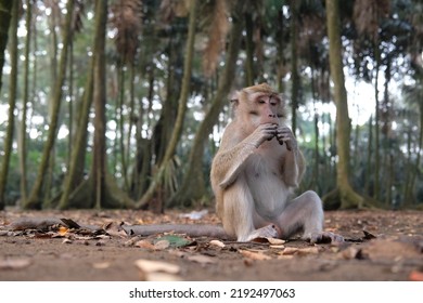 A Monkey Eating Peanut In The Middle Of Forest