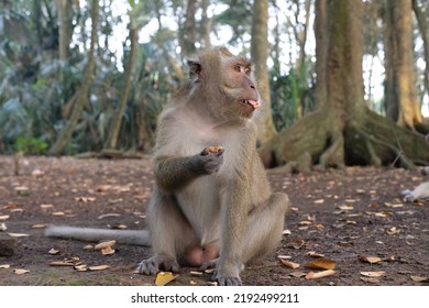 A Monkey Eating Peanut In The Middle Of Forest