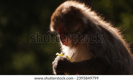 monkey eating, monkey sitting in a forest, branches in background, rim light, sunset mood, cinematic image