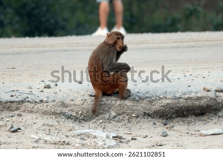 monkey eating somthing given by traveller on highway