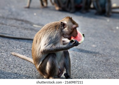monkey eating watermelon on the road