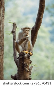 monkey eats bananas on a tree