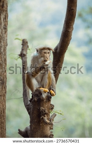 monkey eats bananas on a tree
