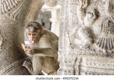 The monkey eats a coconut against ancient stones of the temple, Hampi, India