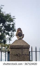 Monkey At Elephanta Island, Mumbai, India