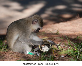 The monkey explores an empty box