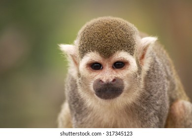 886 Squirrel monkey one Images, Stock Photos & Vectors | Shutterstock