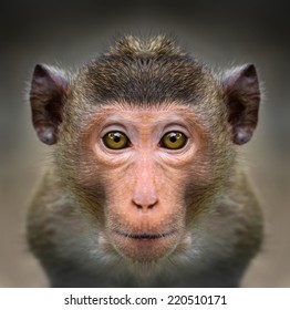 Monkey Face Close Up