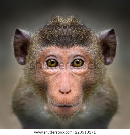 Monkey face close up
