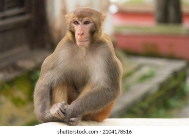 Monkey face, Rhesus macaque monkey